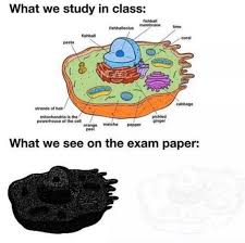 Cell biology can explain the structure of different types of cells, types of cell components, the metabolic processes of a cell, cell life cycle and signaling pathways to name a few. Cell Biology In A Nutshell Ibo