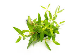 Image result for Nesaea polycephala