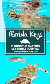 Rescue Rehab Release Visiting The Sea Turtle Hospital In The Florida Keys To Europe And Beyond Florida Keys Key West Vacations Vacation Florida Keys