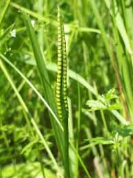 Image result for Ophioglossum gomezianum