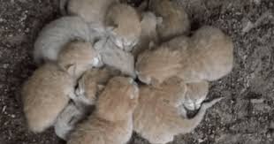 They Found Kittens Abandoned And Left Alone But Then Realized Why They Re Huddling Together Kittens Animal Antics Animal Rescue Stories