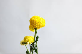 You can also cut them and use as 6 separate fluffy wall decorations. Yellow Pom Pom Chrysanthemum Flower 2030888 Stock Photo At Vecteezy