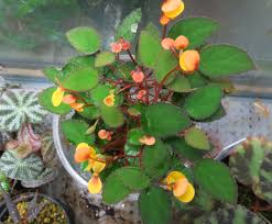 Image result for Begonia vankerckhovenii