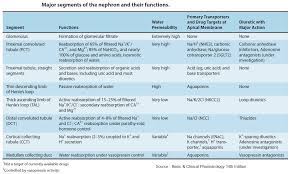 Major Segments Of The Nephron And Their Functions Grepmed
