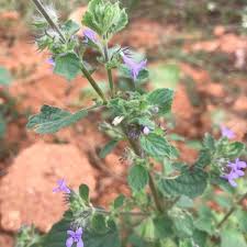 Image result for Mesosphaerum suaveolens