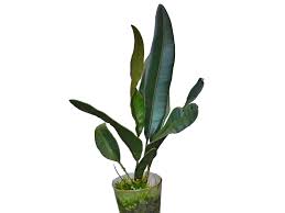 Image result for Elaphoglossum