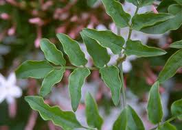 Image result for Jasminum pauciflorum