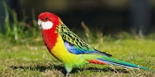 Rosella Papagani Papaganlar Muhabbet Kuslari Papagan
