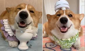We did not find results for: Cute Dog Video Milu The Corgi Is Loving Her Very Own Electric Massager Daily Mail Online