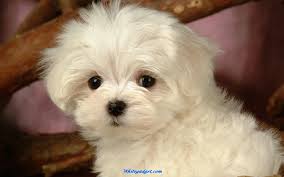 Find maltese puppies for sale with pictures from reputable maltese breeders. Maltese Dog Quotes Quotesgram