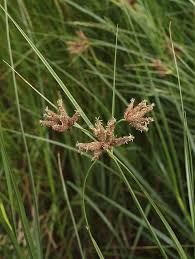 Image result for Bolboschoenus glaucus