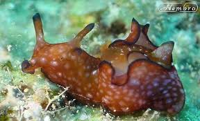 Laguna beach, orange county, ca. Aplysia Alchetron The Free Social Encyclopedia
