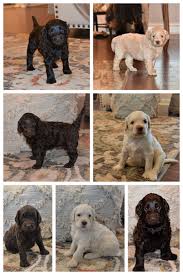 Visit us now to find your dog. Southern Cross Australian Labradoodles The Ultimate Family Companion Labradoodle Puppy Labradoodle Australian Labradoodle