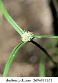 Image result for Kyllinga erecta