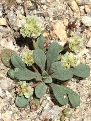 Image result for Montiaceae