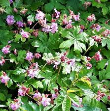 Image result for Chlorophytum macrorrhizum