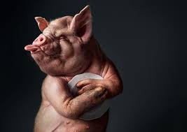 Home Art Wall Decor Animals Pig Earl Oil Painting Hd Picture Printed On Canvas Art Pictures Ideas Animal Photo Manipulation Pig Art