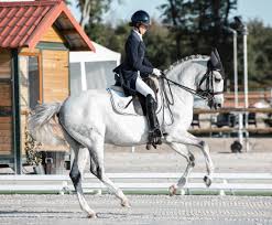 Check spelling or type a new query. Welche Pferderassen Eigenen Sich Fur Den Galopp Und Den Trabrennsport