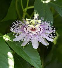 20 Flowers To Use In Your Butterfly Garden Passion Flower Butterfly Garden Plants Butterfly Garden