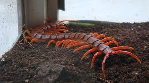 Lipan atau kelabang memiliki tubuh. 10 Tip Atau Petua Di Gigit Serangga Berbisa Termasuk Lipan Islam Itu Indah