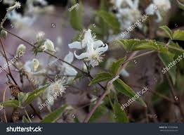 Image result for Clematis brachiata