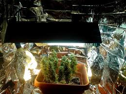 Make sure you are using the right light for each stage of growth. Growing Weed With Cfls What Growers Need To Know Pestujte Jednoduse