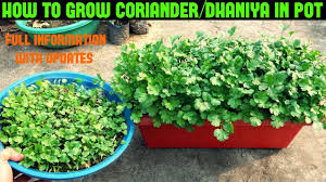 How To Grow Coriander Dhaniya Cilantro At Home Within 10 Days