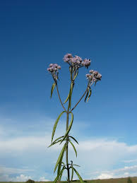 Image result for Haumaniastrum coriaceum