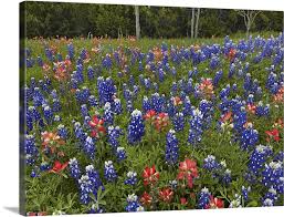 You can see how to get to cake flowers on our website. Bluebonnet And Paintbrush Meadow Cedar Hill State Park Texas Wall Art Canvas Prints Framed Prints Wall Peels Great Big Canvas
