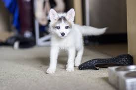 Meet Sterling Pet Fox Baby Fox Pet Cute Animals