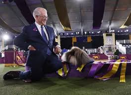 A pekingese named wasabi won best in show sunday night at the westminster kennel club dog show. 6twa Yuhhbp Fm