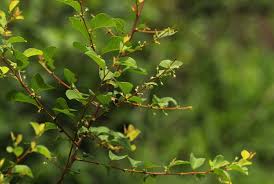 Image result for Flueggea