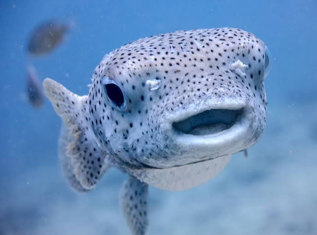 Fish | Definition, Species, Classification, & Facts | Britannica