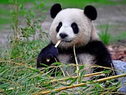Maybe you would like to learn more about one of these? Baby Panda In Aussicht Panorama Badische Zeitung