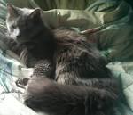 Long Haired Cat Breeds (Black, Domestic, Gray)