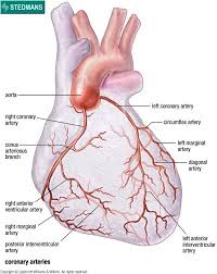 Смотреть что такое diagonal arteries в других словарях: Member Account Logon Coronary Arteries Coronary Arteries
