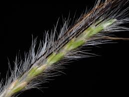 Image result for Dichanthium sericeum