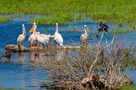 Delta dunarii este un colț de rai, o locație pe care turiștii români, dar și cei din afara granițelor țării vin să îi descopere frumusețile. Delta DunÄƒrii Un Rezervor De ViaÅ£Äƒ Al Planetei Conservat Pentru Copiii Copiilor NoÈ™tri