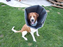 About 25% of these are pet collars & leashes. 11 Better And Cheaper Alternatives To Your Vet S Awful Cone Of Shame