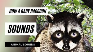 Scratching to get out, crying sounds, and hissing are some noises a raccoon can make. How A Baby Raccoon Sounds How A Baby Raccoon Sounds Baby Raccoon Noise Youtube