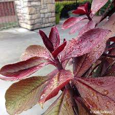 Image result for Synadenium cupulare