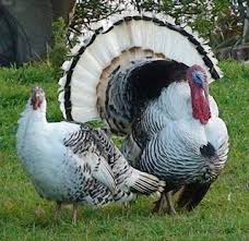 Birds That Look Like Turkeys Robertguyton Royal Palm Turkeys Turkey Breeds Pet Birds Nature Birds