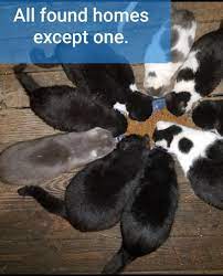 We did not find results for: Animalkind Reviews And Ratings Hudson Ny Donate Volunteer Review Greatnonprofits