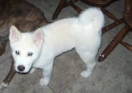 Japanese Akita Inu Dog Breed Information And Pictures