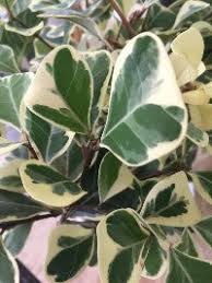 Image result for Ficus scassellatii
