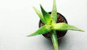 Aloe vera yavruları nasıl ayrılır? Aloe Vera Bakimi Nasil Olur Kisin Aloe Vera Bakimi Pratik Bilgiler Haberleri