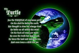 Image result for Cynorkis brevicalcar