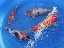 Its two heads are both very calm. Koi Fish Facts Interesting Facts About Koi Fish Just Fun Facts