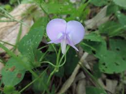 Image result for Vigna vexillata