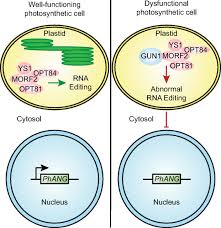 Not found in animal cells, the cell wall helps to provide support and protection for the cell. Rna Editing Implicated In Chloroplast To Nucleus Communication Pnas